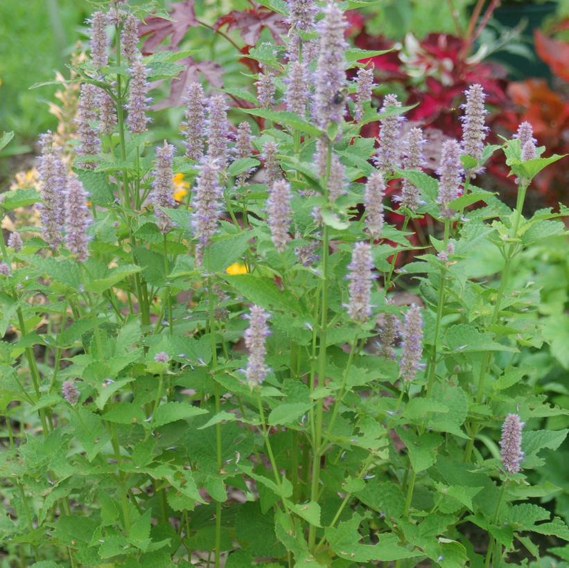 2G Agastache foeniculum Anise Hyssop (Hummingbird Mint) 1012828