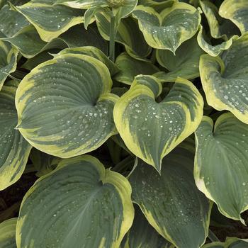 8" Hosta 'Earth Angel' Earth Angel Plantain Lily 1008801