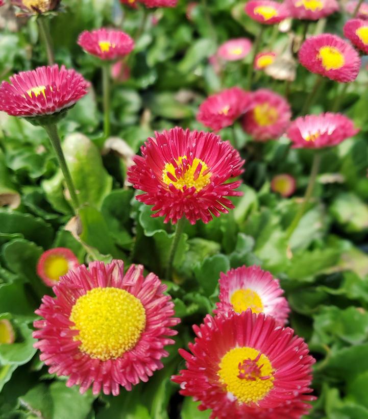 1G Bellis perennis 'Belissima Red' Bellissima™ Red English Daisy 1011479