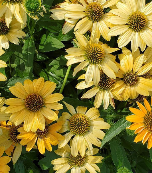 1G Echinacea Sunmagic Vintage Mango - Coneflower - 1015406