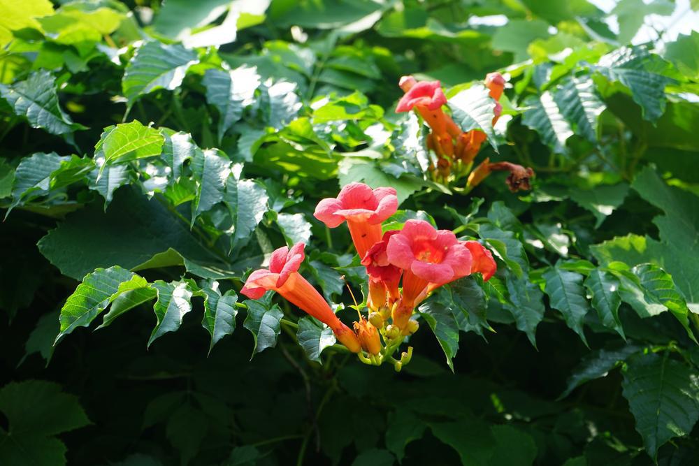 2G Campsis x tagliabuana 'Madame Galen' Madame Galen Trumpet Vine 1014014