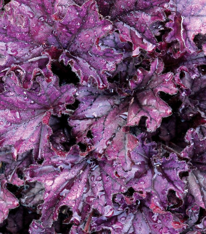 8" PT Heuchera x Forever® Purple ('TNHEUFP') Forever® Purple Coral Bells: Patent PP26,358 1010865