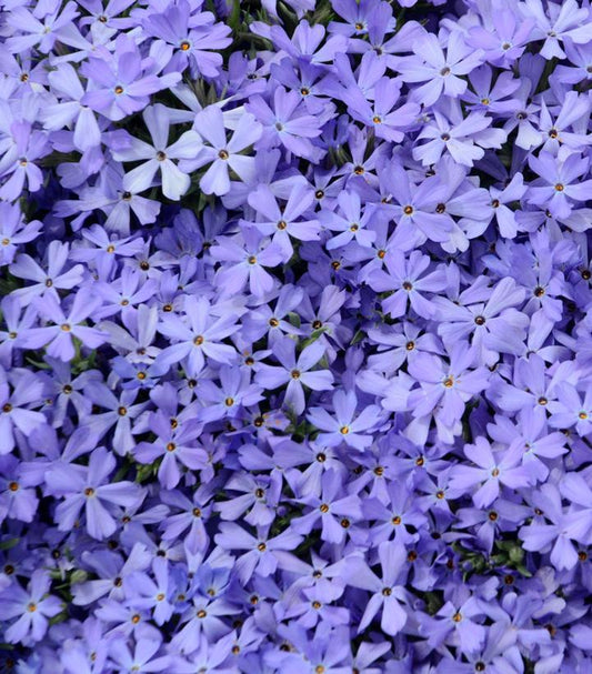 8" Phlox x 'Violet Pinwheels' Violet Pinwheels Creeping Phlox: Patent PP25,884 1008882