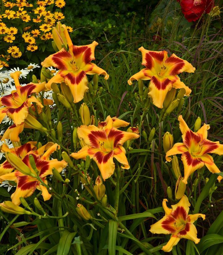 2G Hemerocallis hybrid Rainbow Rhythm® 'Tiger Swirl' Tiger Swirl Daylily 1008903