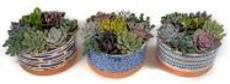 6.5" Saratoga Round w/ Succulent - 91352-HS