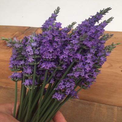 1G Lavandula x intermedia Sensational!™ Sensational!™ Lavender: Patent PP31,786  1013137