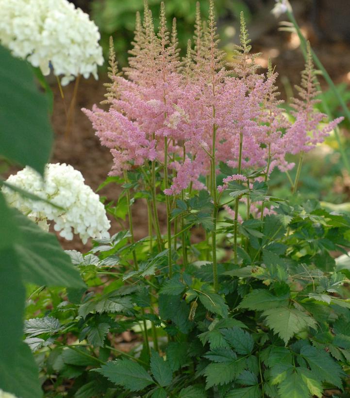 1G Astilbe chinensis 'Visions in Pink' Visions in Pink Astilbe: Patent PP11,860 1002380