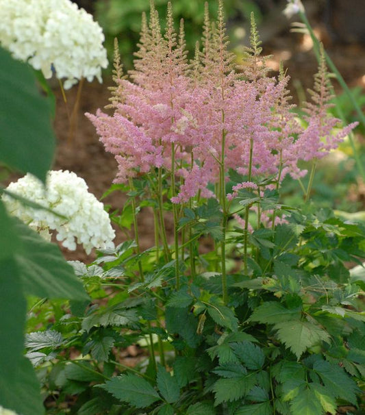 2G Astilbe chinensis 'Visions in Pink' Visions in Pink Astilbe: Patent PP11,860 1002272