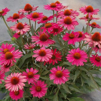 8" ECHINACEA KISMET Raspberry PT (Coneflower) 1009384