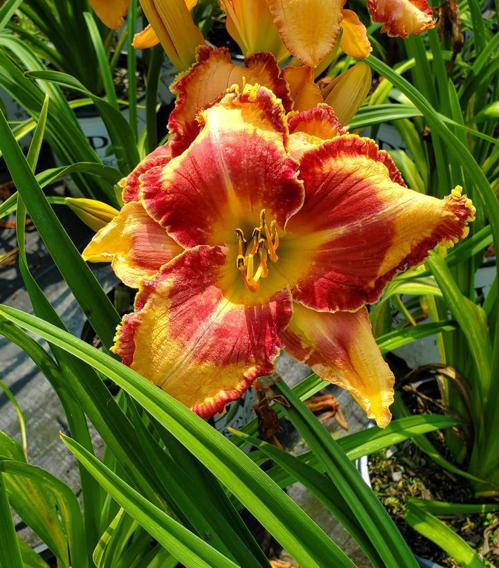 2G Hemerocallis Rainbow Rhythm® 'Lake of Fire' Daylily 1014337