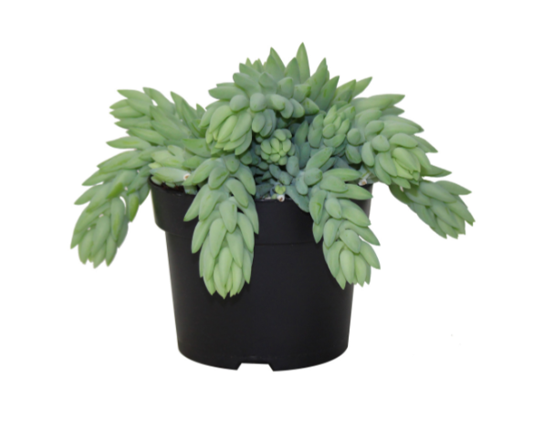 5" Burro Tail - Succulent - G5675