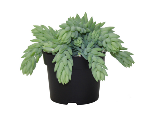 5" Burro Tail - Succulent - G5675