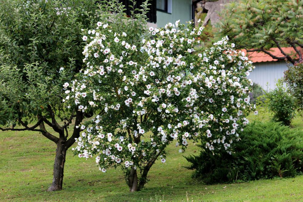 3G Hibiscus syriacus 'Red Heart' Red Heart Rose of Sharon 1001071