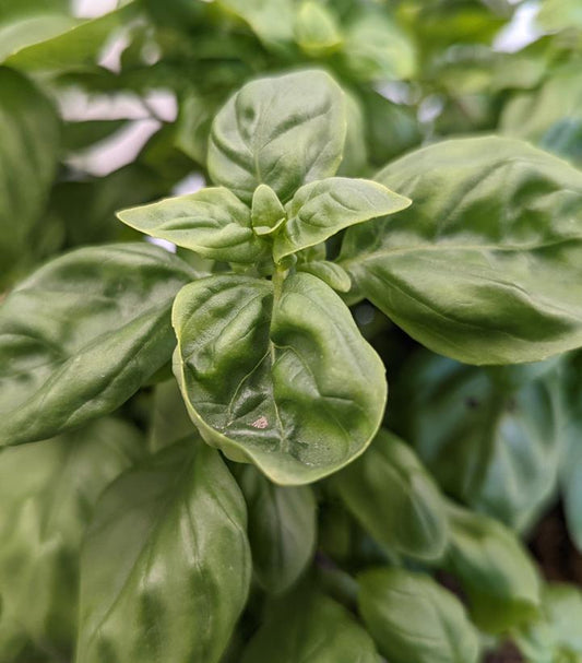 1G Ocimum basilicum 'Everleaf Genovese' - BASIL 1013133