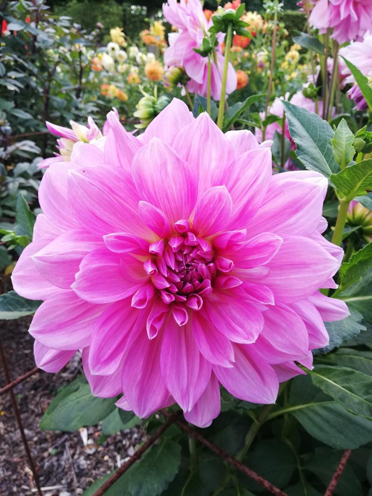 12" DAHLIA `LAVENDER PERFECTION` Dahlia Lavender Perfection 1015516