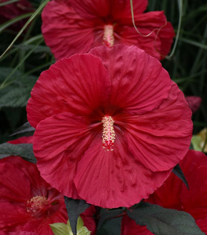 3G Hibiscus 'Mars Madness' Mars Madness Rose Mallow: Patent PP27,838 1011959