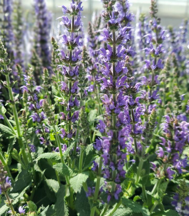 2G Salvia 'May Night' May Night Meadow Sage 1001807