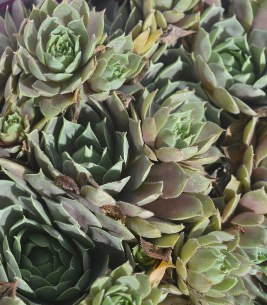 1G Sempervivum 'Pacific Blue Ice' Pacific Blue Ice Hens & Chicks 1008553