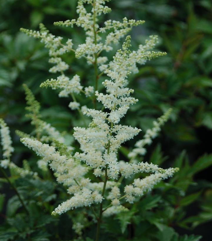 2G Astilbe arendsii 'Bridal Veil' Bridal Veil Astilbe 1000184