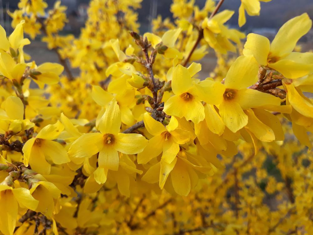 2G Forsythia Show Off® ('Mindor') Show Off® Forsythia: Patent PP19321 1003697