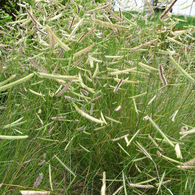 Bouteloua gracilis 'Blonde Ambition' Blonde Ambition Blue Grama Grass #2