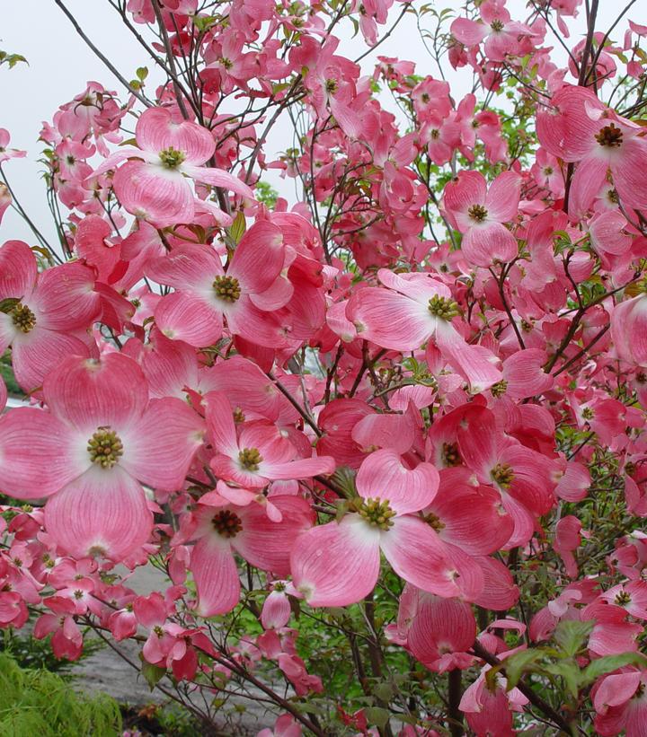 7G Cornus florida 'Cherokee Brave' ('Comco No.1') Cherokee Brave™Flowering Dogwood 1001840