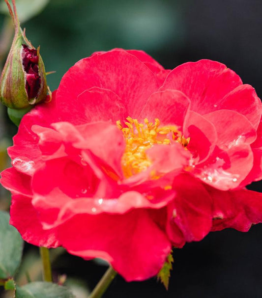 2G Rose Bush - Rosa 'Cinnamon Hearts' - 1020557