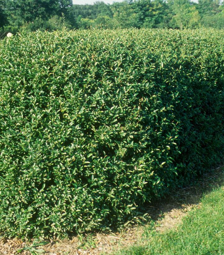 7G Ligustrum ovalifolium 'California Privet' (California Privet Hedge) 1003129