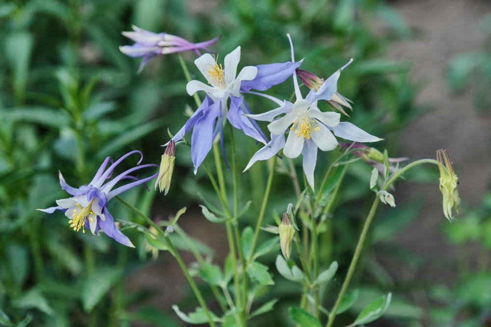 1G AQUILEGIA EARLYBIRD `PURPLE BLUE` ('PAS1258487') Earlybird™ Purple Blue Columbine 1014503