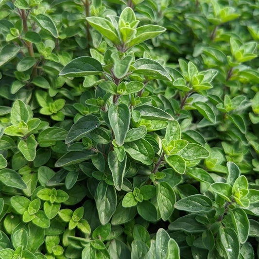 1G Origanum vul. 'Supreme' Italian Oregano 1008175