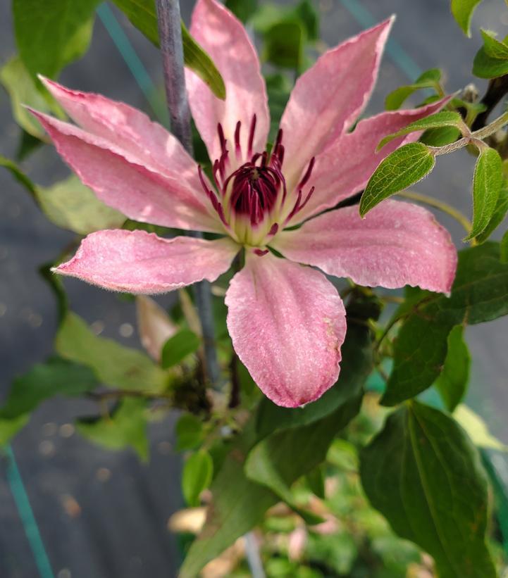 8" Clematis 'Sarah Elizabeth' ('Evipo098') Sarah Elizabeth™ Clematis 1009784