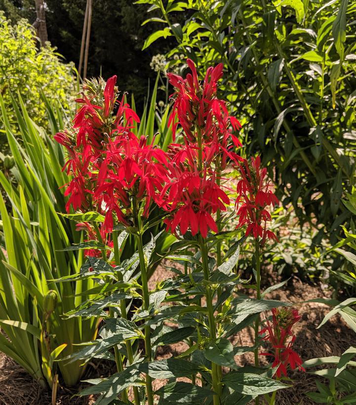 1G Lobelia cardinalis Cardinal Flower 1004676