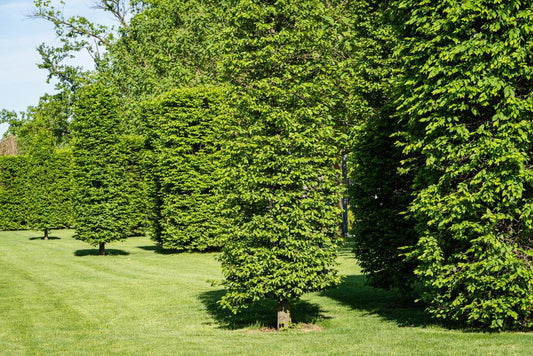 7G Carpinus betulus 'Frans Fontaine' Frans Fontaine European Hornbeam