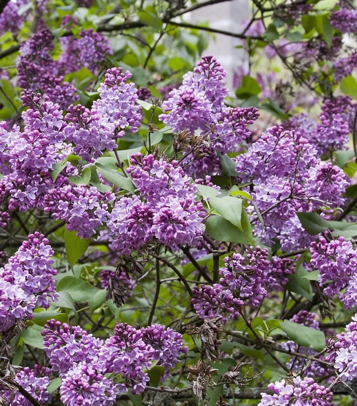 3G SYRINGA VULGARIS Common Lilac 1000772