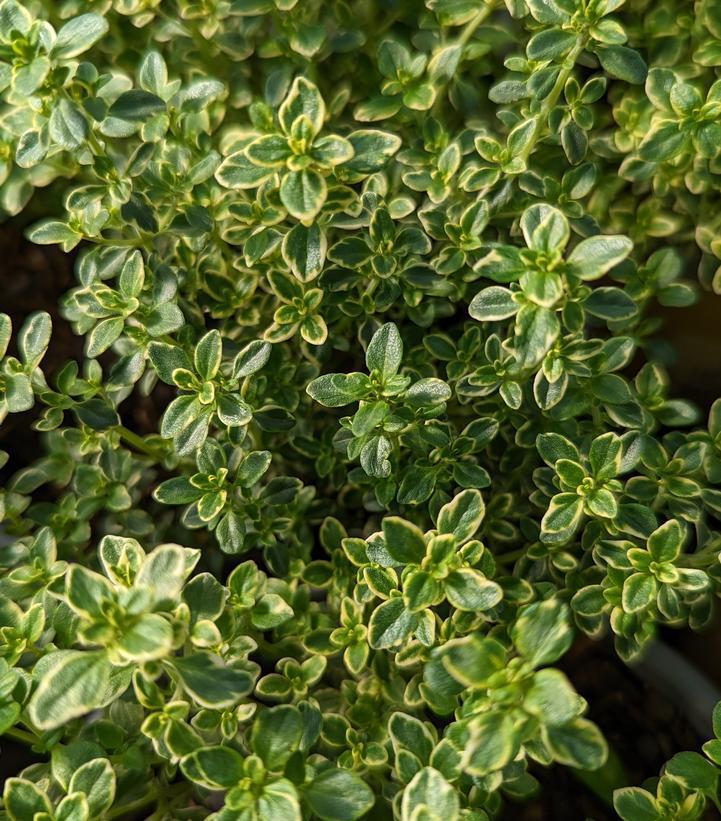 Herb Plants