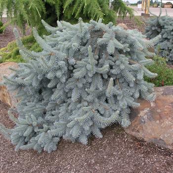 10G Picea Abies Glauca Pendula Norway Spruce Weeping 1000796