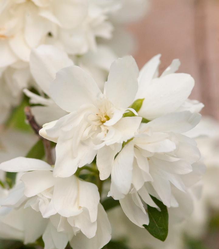 3G Philadelphus 'Snowbelle' Snowbelle Mockorange 1005739