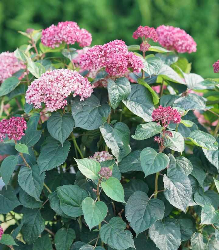 3G Hydrangea arborescens 'Invincibelle Garnetta' ('NCHA6') Smooth Hydrangea: Patent PP33,142 1012709