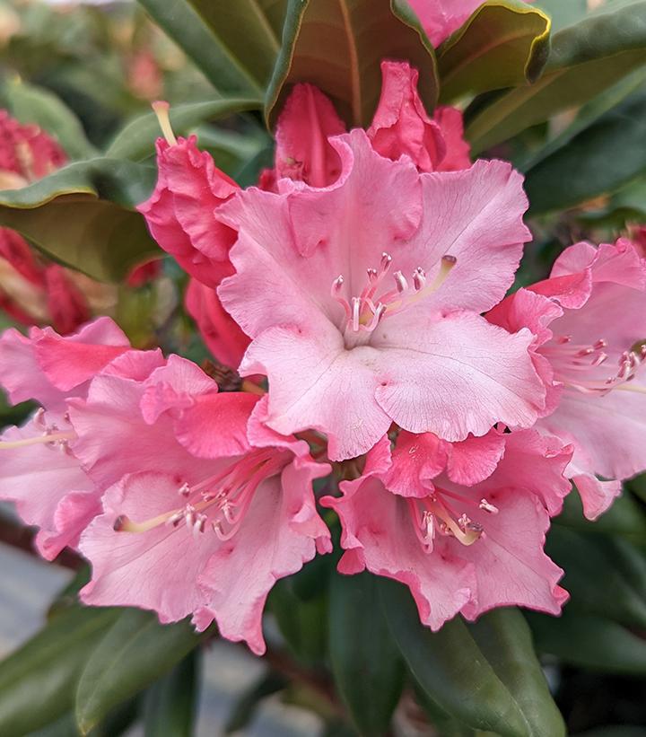 2G Rhododendron Dandy Man Color Wheel® ('NCRX1') : Patent PP31,150 1012146