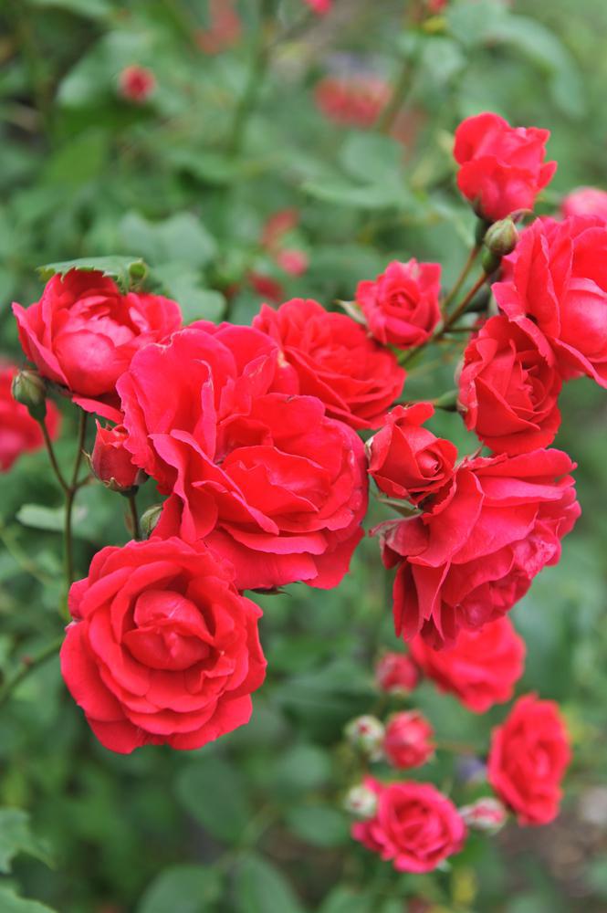 3G Rosa 'Blaze' Blaze Climbing Rose (Red) 1002403