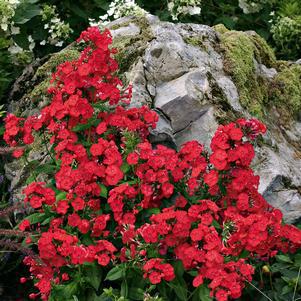 1G Phlox 'Volcano Red' Volcano® Red Garden Phlox