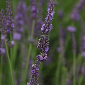 2G Lavandula x intermedia 'Phenomenal' Phenomenal Lavender: Patent PP24193 1008672