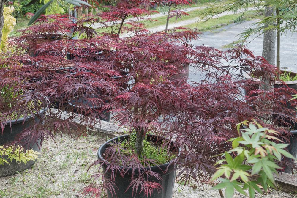 3G Acer Palmatum Dis. 'RED DRAGON'  Red Dragon Weeping Japanese Maple 1003791