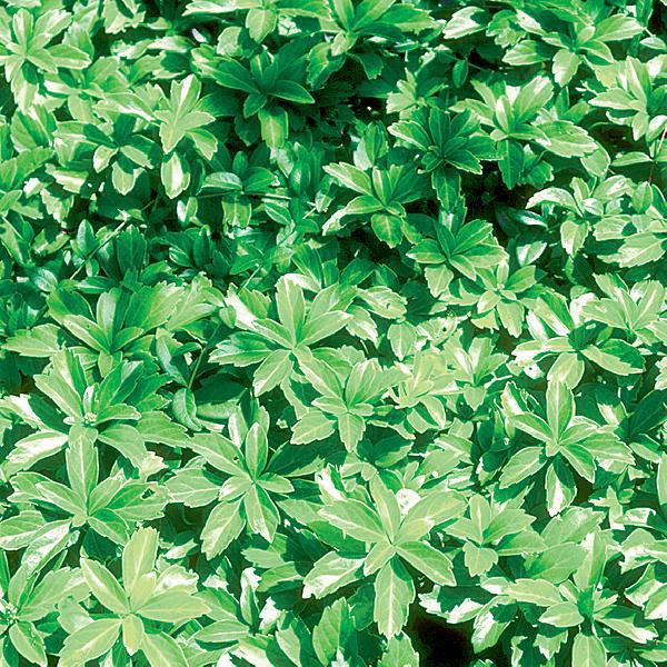 1G Pachysandra Terminalis 'Green Carpet' Green Carpet Japanese Spurge 1001848