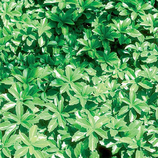 1G Pachysandra Terminalis 'Green Carpet' Green Carpet Japanese Spurge 1001848