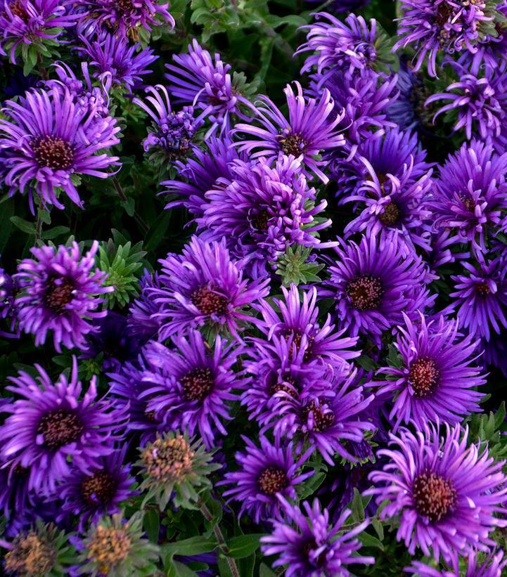 2G Aster novae-angliae 'Grape Crush' Grape Crush New England Aster: Patent PP33,612 1015382