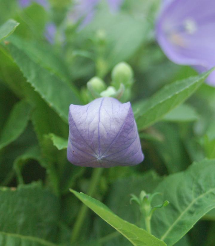 1G Platycodon grand. 'Sentimental Blue' Sentimental Blue Balloon Flower 1000968