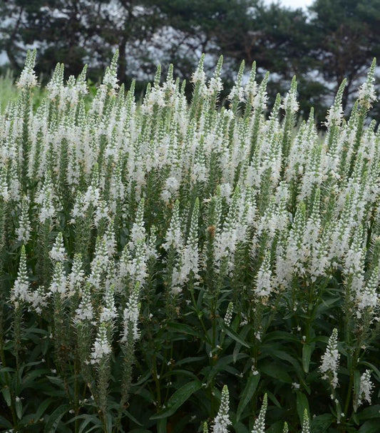 1G Veronica hybrid Magic Show 'White Wands' White Wands Spike Speedwell: Patent PP27,632 1009794