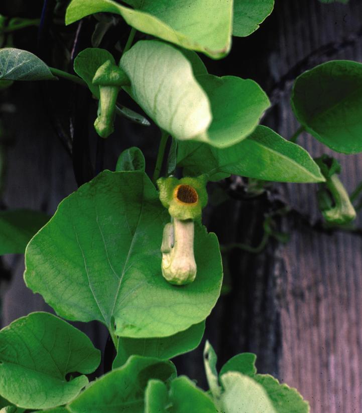 1G ARISTOLOCHIA MACROPHYLLA Dutchman's Pipe 1003618