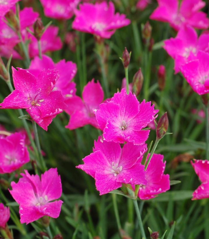 1G Dianthus 'Kahori' Kahori® Hardy Pinks 1005499